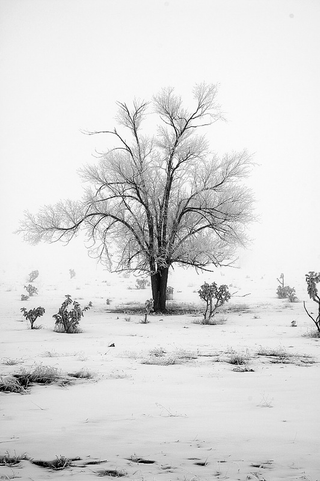 Illustration for article titled Shooting Challenge: Gray Winter
